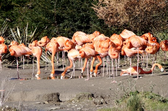 Caribbean flamingo